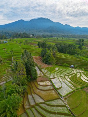 Kuzey Bengkulu 'daki Endonezya güzelliği çeltik tarlaları. Endonezya' nın dağları ve tropikal ormanlarının doğal sabah manzarası.