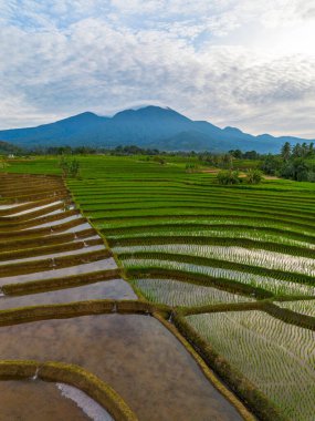 Kuzey Bengkulu 'daki Endonezya güzelliği çeltik tarlaları. Endonezya' nın dağları ve tropikal ormanlarının doğal sabah manzarası.
