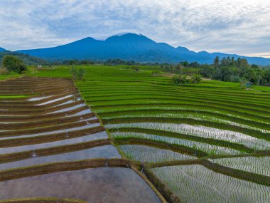 Kuzey Bengkulu 'daki Endonezya güzelliği çeltik tarlaları. Endonezya' nın dağları ve tropikal ormanlarının doğal sabah manzarası.