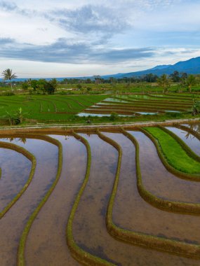Kuzey Bengkulu 'daki Endonezya güzelliği çeltik tarlaları. Endonezya' nın dağları ve tropikal ormanlarının doğal sabah manzarası.