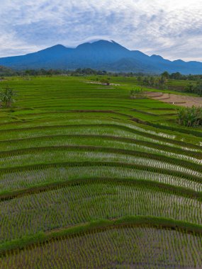 Kuzey Bengkulu 'daki Endonezya güzelliği çeltik tarlaları. Endonezya' nın dağları ve tropikal ormanlarının doğal sabah manzarası.