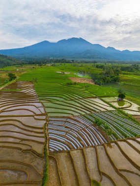 Kuzey Bengkulu 'daki Endonezya güzelliği çeltik tarlaları. Endonezya' nın dağları ve tropikal ormanlarının doğal sabah manzarası.