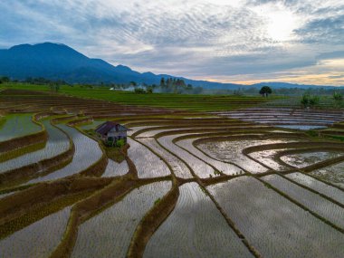 Kuzey Bengkulu 'daki Endonezya güzelliği çeltik tarlaları. Endonezya' nın dağları ve tropikal ormanlarının doğal sabah manzarası.