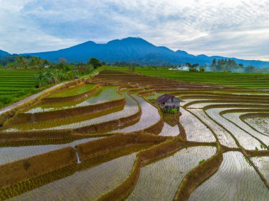Kuzey Bengkulu 'daki Endonezya güzelliği çeltik tarlaları. Endonezya' nın dağları ve tropikal ormanlarının doğal sabah manzarası.