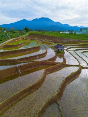 Kuzey Bengkulu 'daki Endonezya güzelliği çeltik tarlaları. Endonezya' nın dağları ve tropikal ormanlarının doğal sabah manzarası.