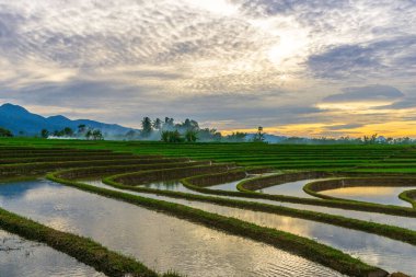Kuzey Bengkulu 'daki Endonezya güzelliği çeltik tarlaları. Endonezya' nın dağları ve tropikal ormanlarının doğal sabah manzarası.