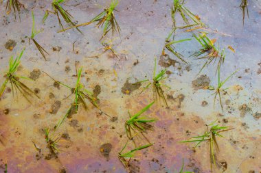 Kuzey Bengkulu 'daki Endonezya güzelliği çeltik tarlaları. Endonezya' nın dağları ve tropikal ormanlarının doğal sabah manzarası.