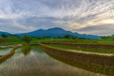 Kuzey Bengkulu 'daki Endonezya güzelliği çeltik tarlaları. Endonezya' nın dağları ve tropikal ormanlarının doğal sabah manzarası.