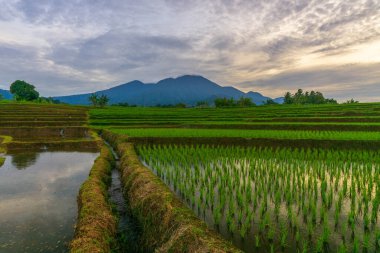 Kuzey Bengkulu 'daki Endonezya güzelliği çeltik tarlaları. Endonezya' nın dağları ve tropikal ormanlarının doğal sabah manzarası.