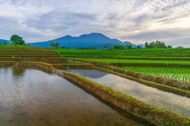 Kuzey Bengkulu 'daki Endonezya güzelliği çeltik tarlaları. Endonezya' nın dağları ve tropikal ormanlarının doğal sabah manzarası.