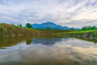 Kuzey Bengkulu 'daki Endonezya güzelliği çeltik tarlaları. Endonezya' nın dağları ve tropikal ormanlarının doğal sabah manzarası.