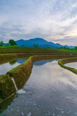 Kuzey Bengkulu 'daki Endonezya güzelliği çeltik tarlaları. Endonezya' nın dağları ve tropikal ormanlarının doğal sabah manzarası.