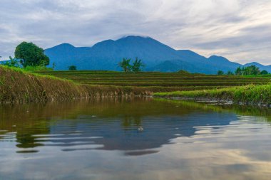 Kuzey Bengkulu 'daki Endonezya güzelliği çeltik tarlaları. Endonezya' nın dağları ve tropikal ormanlarının doğal sabah manzarası.