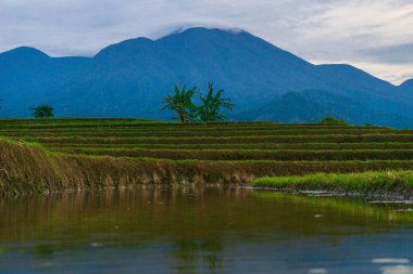 Kuzey Bengkulu 'daki Endonezya güzelliği çeltik tarlaları. Endonezya' nın dağları ve tropikal ormanlarının doğal sabah manzarası.