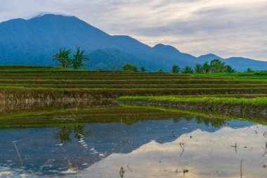 Kuzey Bengkulu 'daki Endonezya güzelliği çeltik tarlaları. Endonezya' nın dağları ve tropikal ormanlarının doğal sabah manzarası.