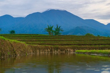 Kuzey Bengkulu 'daki Endonezya güzelliği çeltik tarlaları. Endonezya' nın dağları ve tropikal ormanlarının doğal sabah manzarası.