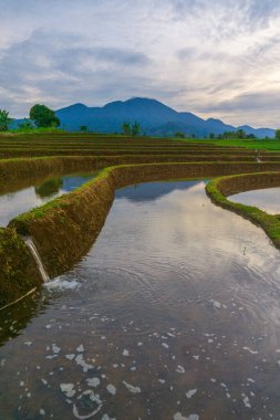 Kuzey Bengkulu 'daki Endonezya güzelliği çeltik tarlaları. Endonezya' nın dağları ve tropikal ormanlarının doğal sabah manzarası.