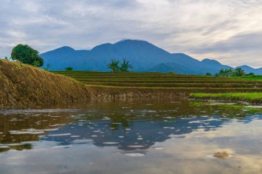 Kuzey Bengkulu 'daki Endonezya güzelliği çeltik tarlaları. Endonezya' nın dağları ve tropikal ormanlarının doğal sabah manzarası.