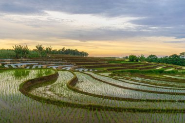 Kuzey Bengkulu 'daki Endonezya güzelliği çeltik tarlaları. Endonezya' nın dağları ve tropikal ormanlarının doğal sabah manzarası.