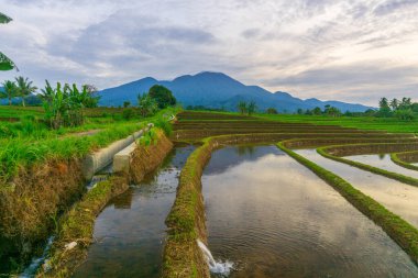 Kuzey Bengkulu 'daki Endonezya güzelliği çeltik tarlaları. Endonezya' nın dağları ve tropikal ormanlarının doğal sabah manzarası.