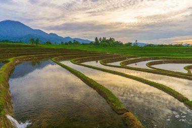 Kuzey Bengkulu 'daki Endonezya güzelliği çeltik tarlaları. Endonezya' nın dağları ve tropikal ormanlarının doğal sabah manzarası.