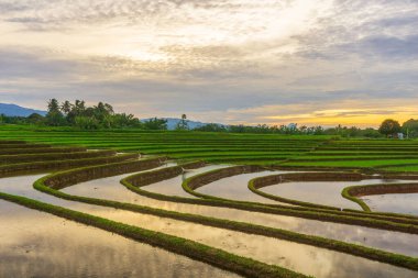Kuzey Bengkulu 'daki Endonezya güzelliği çeltik tarlaları. Endonezya' nın dağları ve tropikal ormanlarının doğal sabah manzarası.