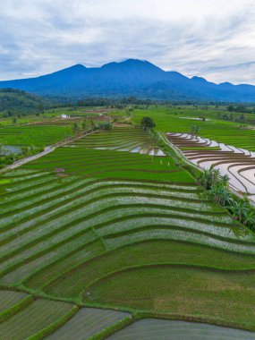 Kuzey Bengkulu 'daki Endonezya güzelliği çeltik tarlaları. Endonezya' nın dağları ve tropikal ormanlarının doğal sabah manzarası.