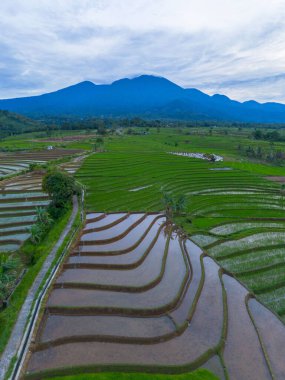 Kuzey Bengkulu 'daki Endonezya güzelliği çeltik tarlaları. Endonezya' nın dağları ve tropikal ormanlarının doğal sabah manzarası.