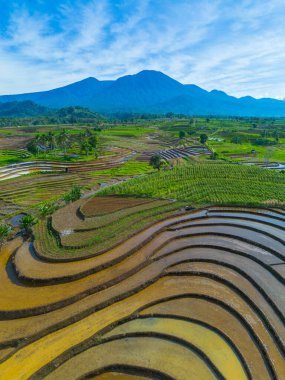 Kuzey Bengkulu 'daki Endonezya güzelliği çeltik tarlaları. Endonezya' nın dağları ve tropikal ormanlarının doğal sabah manzarası.