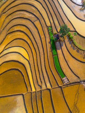 Kuzey Bengkulu 'daki Endonezya güzelliği çeltik tarlaları. Endonezya' nın dağları ve tropikal ormanlarının doğal sabah manzarası.