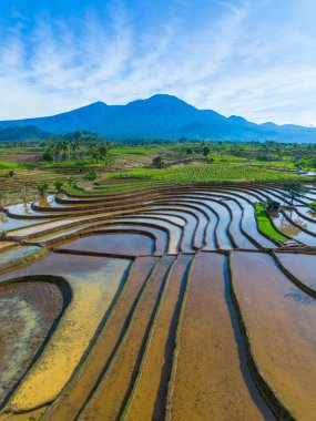 Kuzey Bengkulu 'daki Endonezya güzelliği çeltik tarlaları. Endonezya' nın dağları ve tropikal ormanlarının doğal sabah manzarası.