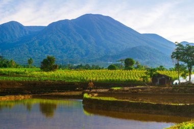 Kuzey Bengkulu 'daki Endonezya güzelliği çeltik tarlaları. Endonezya' nın dağları ve tropikal ormanlarının doğal sabah manzarası.