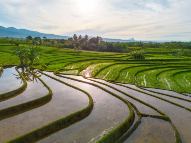Kuzey Bengkulu 'daki Endonezya güzelliği çeltik tarlaları. Endonezya' nın dağları ve tropikal ormanlarının doğal sabah manzarası.