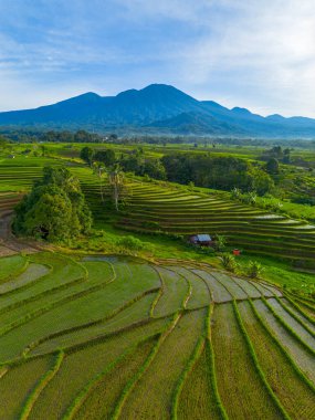 Kuzey Bengkulu 'daki Endonezya güzelliği çeltik tarlaları. Endonezya' nın dağları ve tropikal ormanlarının doğal sabah manzarası.