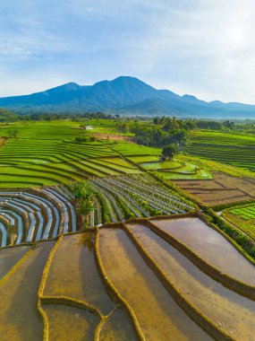 Kuzey Bengkulu 'daki Endonezya güzelliği çeltik tarlaları. Endonezya' nın dağları ve tropikal ormanlarının doğal sabah manzarası.