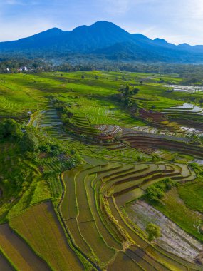 Kuzey Bengkulu 'daki Endonezya güzelliği çeltik tarlaları. Endonezya' nın dağları ve tropikal ormanlarının doğal sabah manzarası.