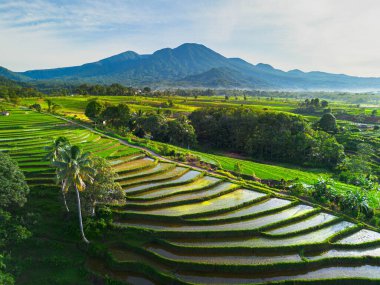 Kuzey Bengkulu 'daki Endonezya güzelliği çeltik tarlaları. Endonezya' nın dağları ve tropikal ormanlarının doğal sabah manzarası.