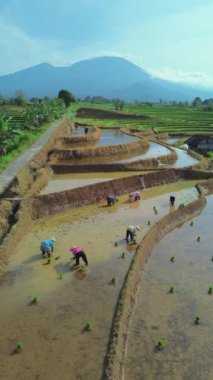 beautiful morning view indonesia panorama landscape paddy fields with beauty color and sky natural light