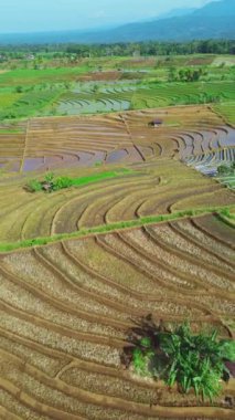beautiful morning view indonesia panorama landscape paddy fields with beauty color and sky natural light