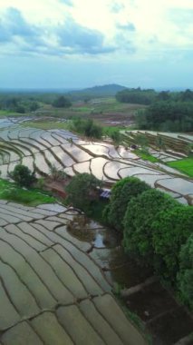 beautiful morning view indonesia panorama landscape paddy fields with beauty color and sky natural light