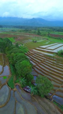 beautiful morning view indonesia panorama landscape paddy fields with beauty color and sky natural light