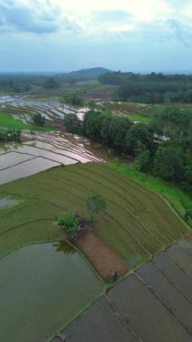 beautiful morning view indonesia panorama landscape paddy fields with beauty color and sky natural light