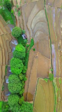 beautiful morning view indonesia panorama landscape paddy fields with beauty color and sky natural light