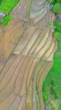 beautiful morning view indonesia panorama landscape paddy fields with beauty color and sky natural light