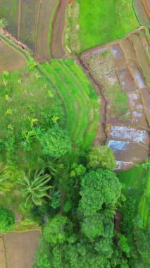 beautiful morning view indonesia panorama landscape paddy fields with beauty color and sky natural light