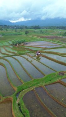 beautiful morning view indonesia panorama landscape paddy fields with beauty color and sky natural light