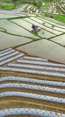 beautiful morning view indonesia panorama landscape paddy fields with beauty color and sky natural light