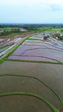 beautiful morning view indonesia panorama landscape paddy fields with beauty color and sky natural light