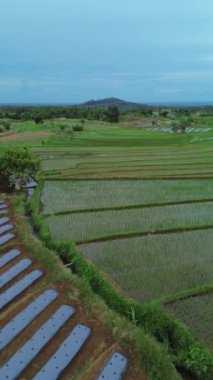beautiful morning view indonesia panorama landscape paddy fields with beauty color and sky natural light