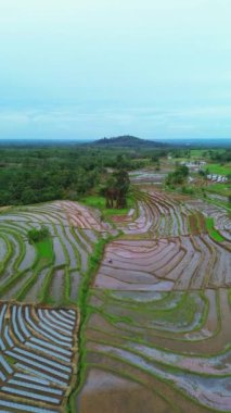 beautiful morning view indonesia panorama landscape paddy fields with beauty color and sky natural light